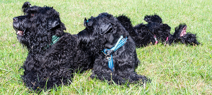 happy black russian terrier
