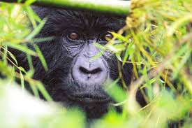 gorilla hiding