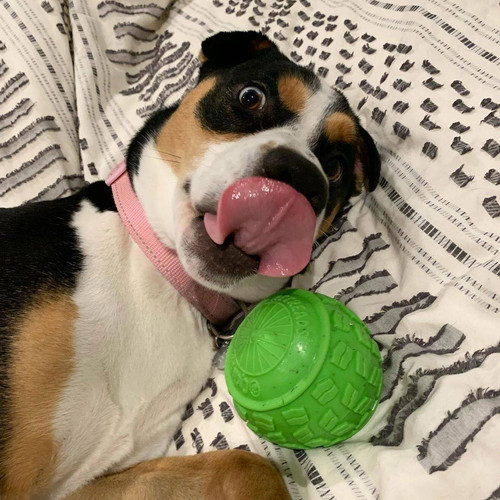 cycle dog high roller ball