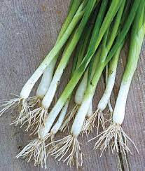 Bunching Onions
