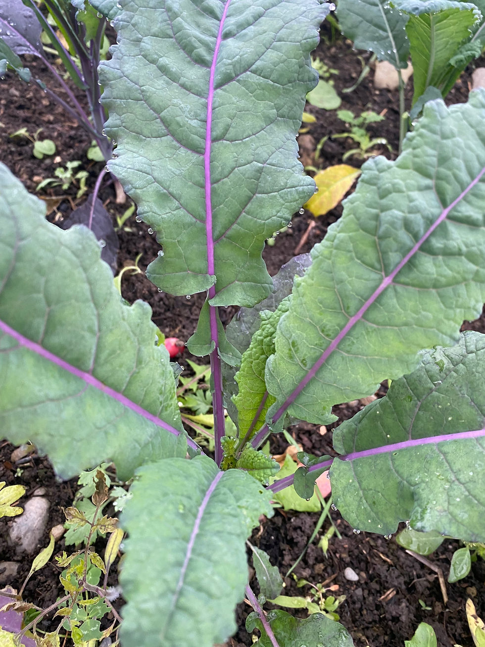 Thumbnail: Lacinato (Dino, Tuscan) Kale