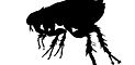 Flea Silhouette