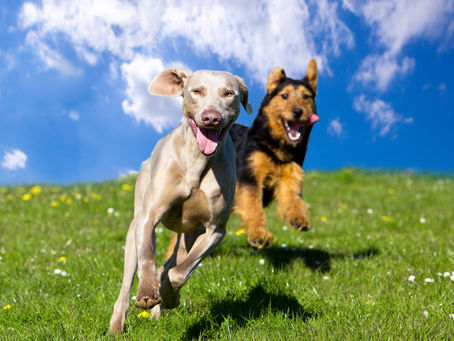 How to Keep Your Dogs Safe This Summer