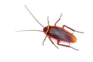 Northridge Cockroach Exterminating Service