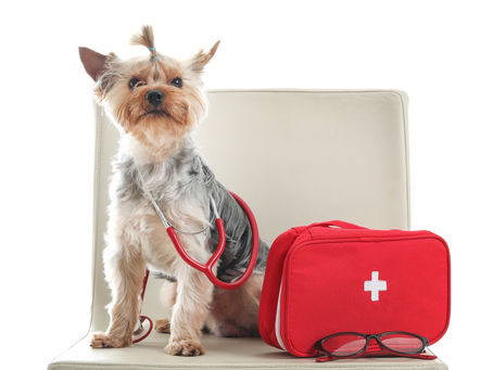 How to Create a Pet First Aid Kit at Home