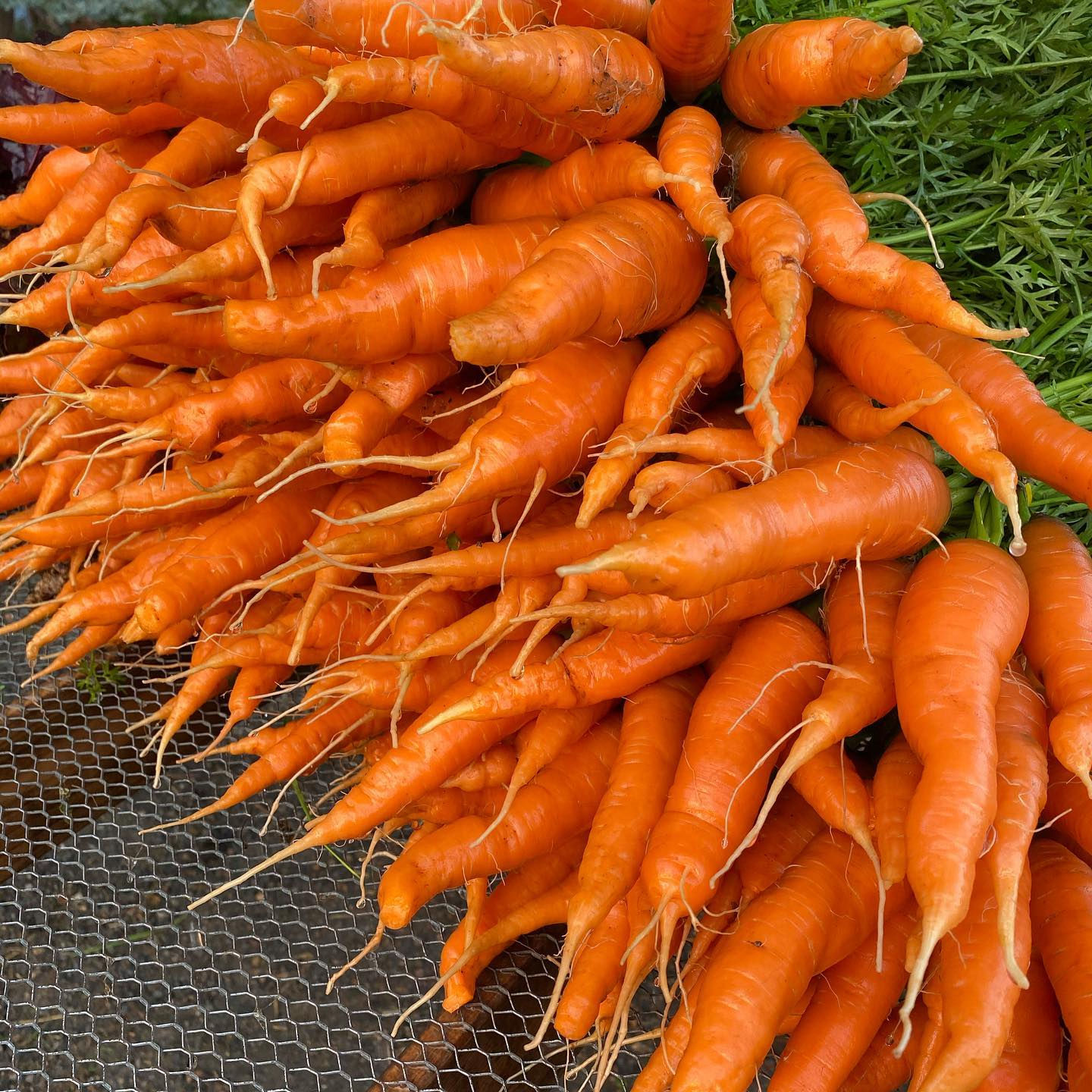 Carrots