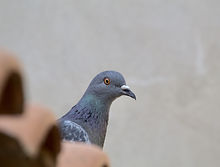 Picture of a pigeon head
