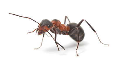 Palm Springs Ant Exterminator