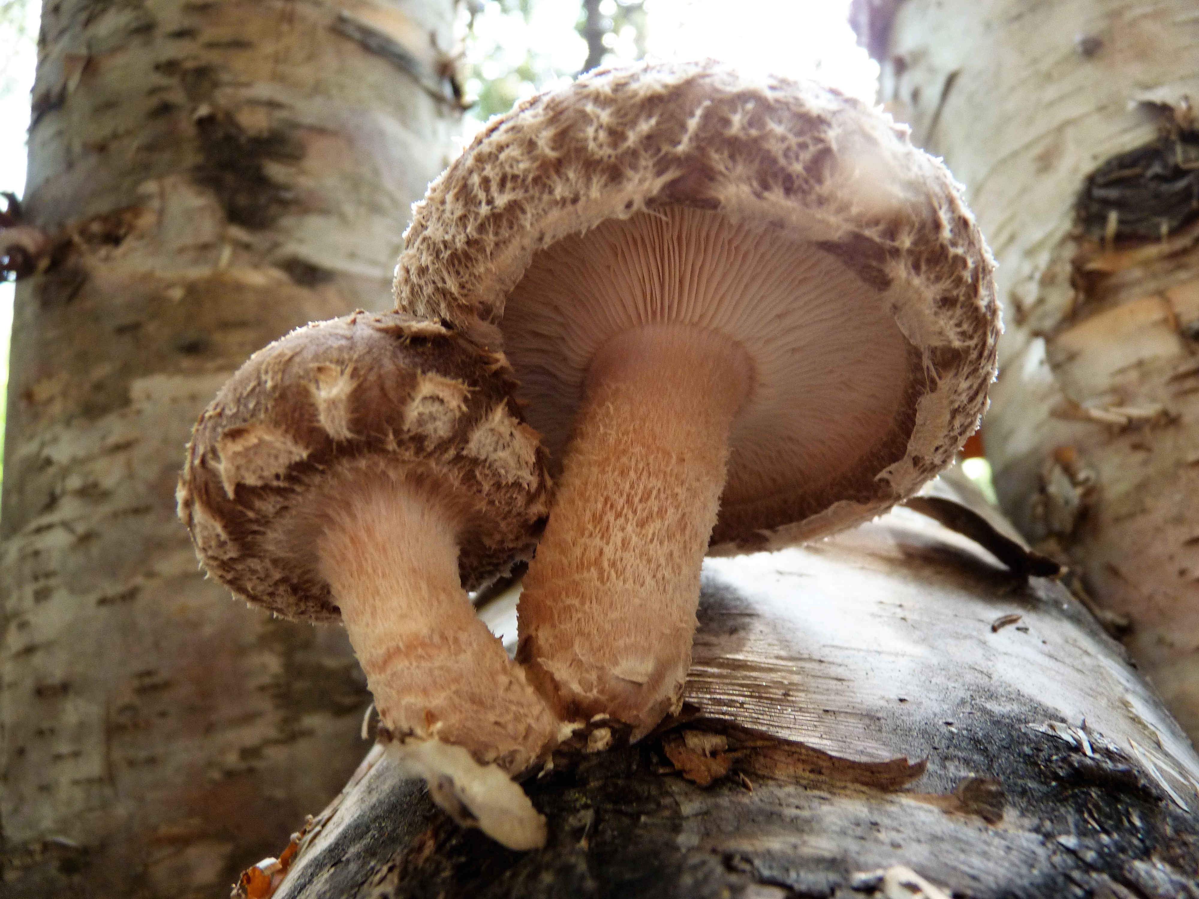 Champignon Shiitake Québec Aux Jaseurs des Cèdres s.e.n.c.