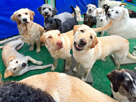 Speak Dog: Building a Bond That Lasts