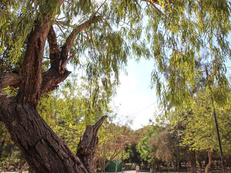 Atención Tolvanera.