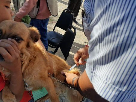 Vacunación y Esterilización gratuita.