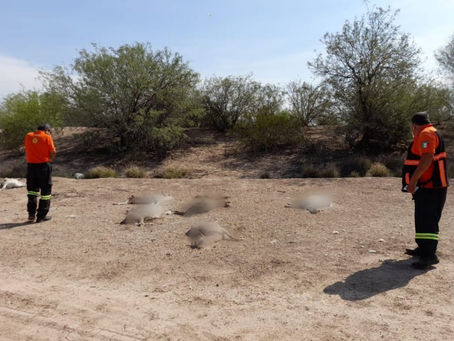 PROTECCIÓN CIVIL LERDO, ATIENDE REPORTE DE MUERTE DE CABRAS