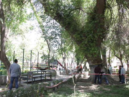 Atención a Tolvanera.