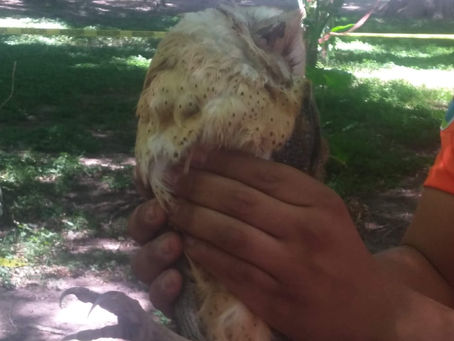Rescate Lechuza Campanario