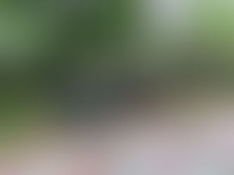 PROTECCIÓN CIVIL DE LERDO ATIENDE REPORTE DE CAÍDA DE ÁRBOLES