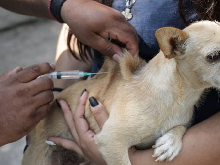 Vacunación Antirrábica