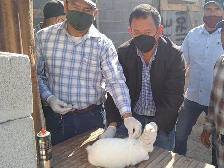 Vacunación Conejos