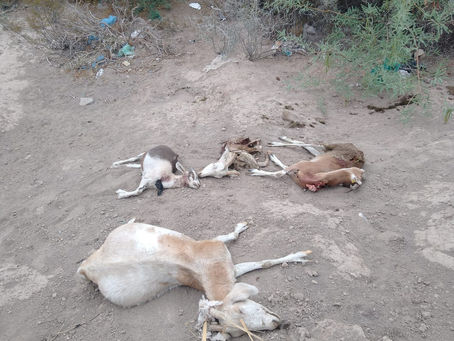 Cadáveres de Cabras.