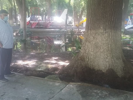 EVALÚA MEDIO AMBIENTE REFORESTACIÓN EN PARQUE VICTORIA