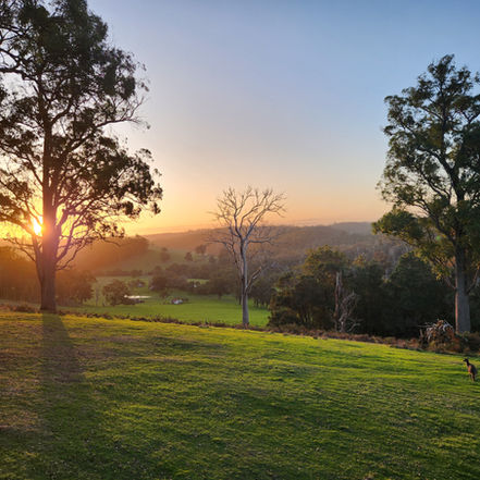 Gorgeous views of the southern forests