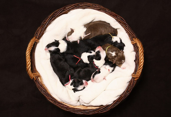 B puppy hours old.jpg