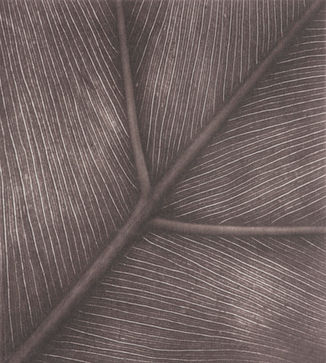 Botanical Venation
