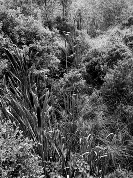 Cloonshanville Bog by David j.