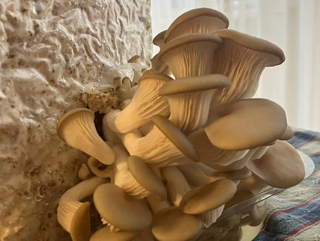 Ką daryti su 1 kilogramu austrių grybų?