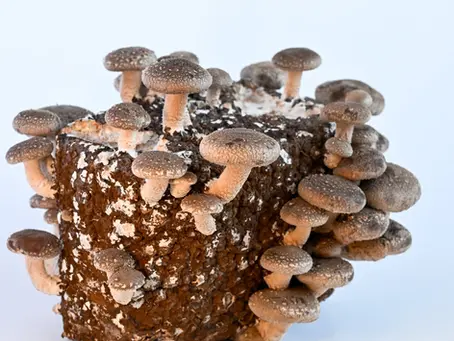 Kuras šitake sēnes ir labākas? Laukā uz bluķiem vai telpās uz skaidu un salmu substrāta?