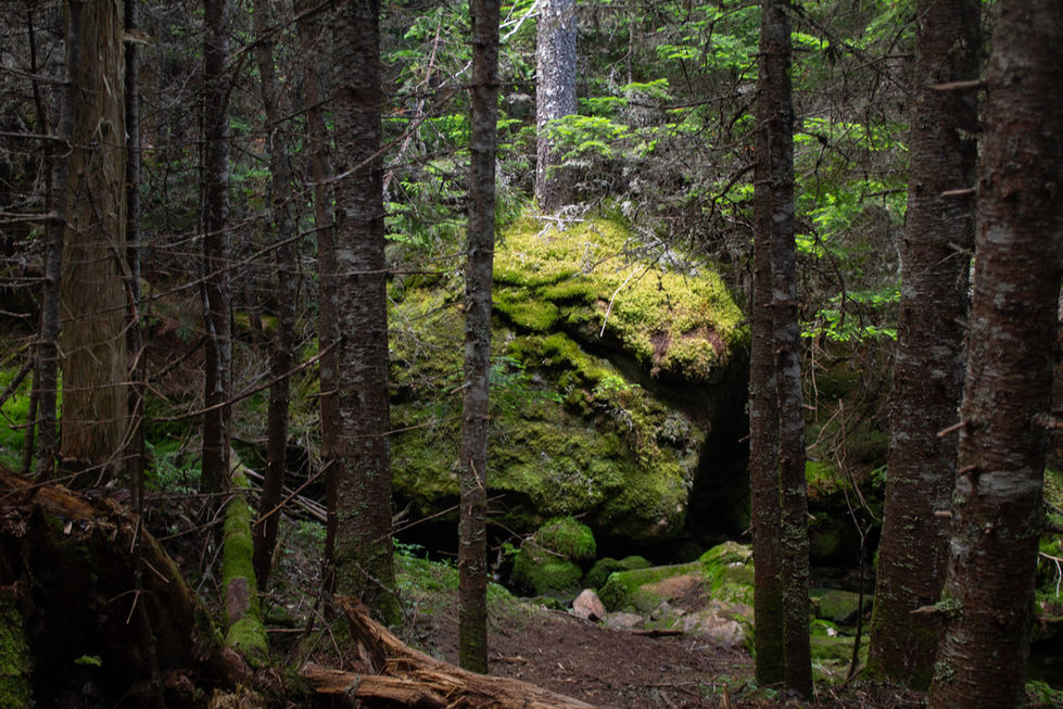 photograph of a large mossy rock in a forest.