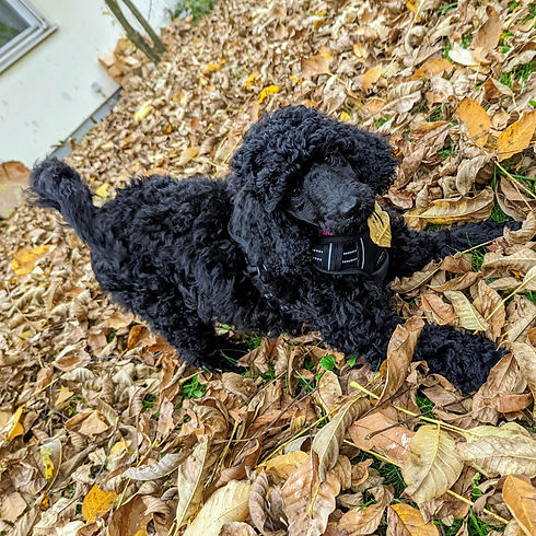 PXL_20211030_143736322 (1)_edited.jpg