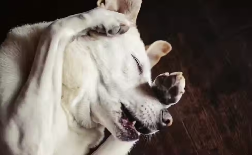 Cachorro de pelagem branca deitado de costas em um chão de madeira escura, cobrindo os olhos com uma das patas dianteiras. O cão está com os olhos fechados e a boca levemente aberta enquanto coça o focinho com as patas.