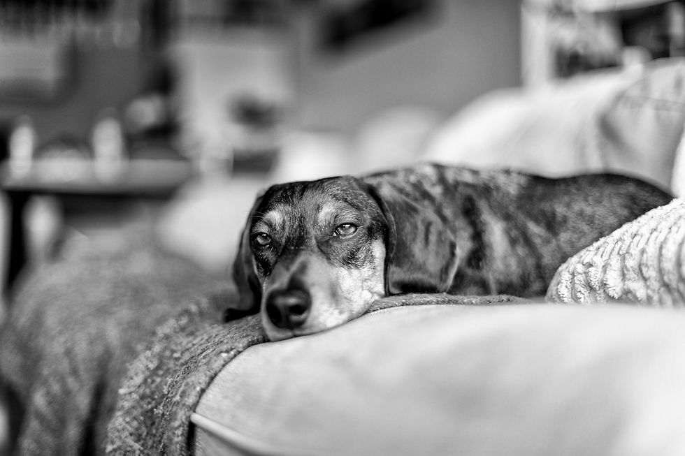 Foto em preto e branco focando em um cachorro de corpo alongado, com características da raça Dachshund, deitado de forma muito relaxada e sonolenta ao longo do encosto de um sofá confortável. O cão apoia o focinho diretamente sobre o tecido do móvel, olhando de soslaio em direção à câmera com olhos semiabertos e expressivos, enquanto uma manta de textura felpuda aparece dobrada à sua direita e o restante da sala de estar ao fundo está completamente desfocado.