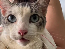 Esquema de venda ilegal de sangue de gatos em SP: animais serão disponibilizados para adoção, diz prefeitura