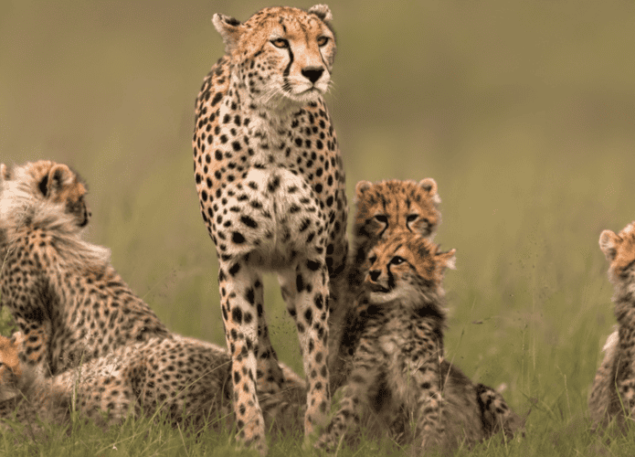 10 mães extraordinárias do reino animal — e os sacrifícios que fazem por seus filhotes