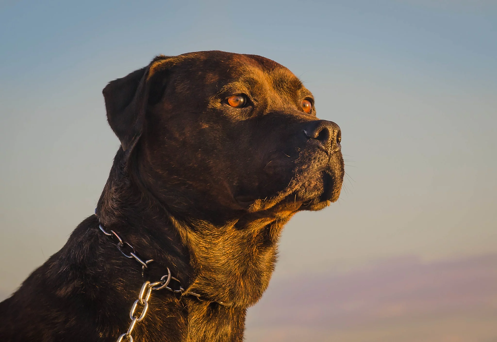 Foto em plano médio e perfil de um cachorro de grande porte com pelagem escura e tigrada, características marcantes de raças como Cane Corso ou Presa Canario. O cão, que usa uma coleira de corrente metálica, está com o olhar fixo e atento direcionado para a direita, com o rosto e o pescoço iluminados pelos tons dourados da luz do sol poente, contra um fundo de céu claro e suave.