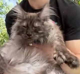 Gato com polidactilia quebra recorde nos EUA ao ter 29 dedos nas patas