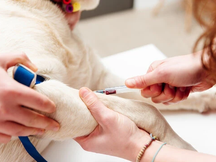 Curitiba pode regulamentar doação de sangue animal e criar multas de até R$ 100 mil