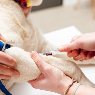 Curitiba pode regulamentar doação de sangue animal e criar multas de até R$ 100 mil