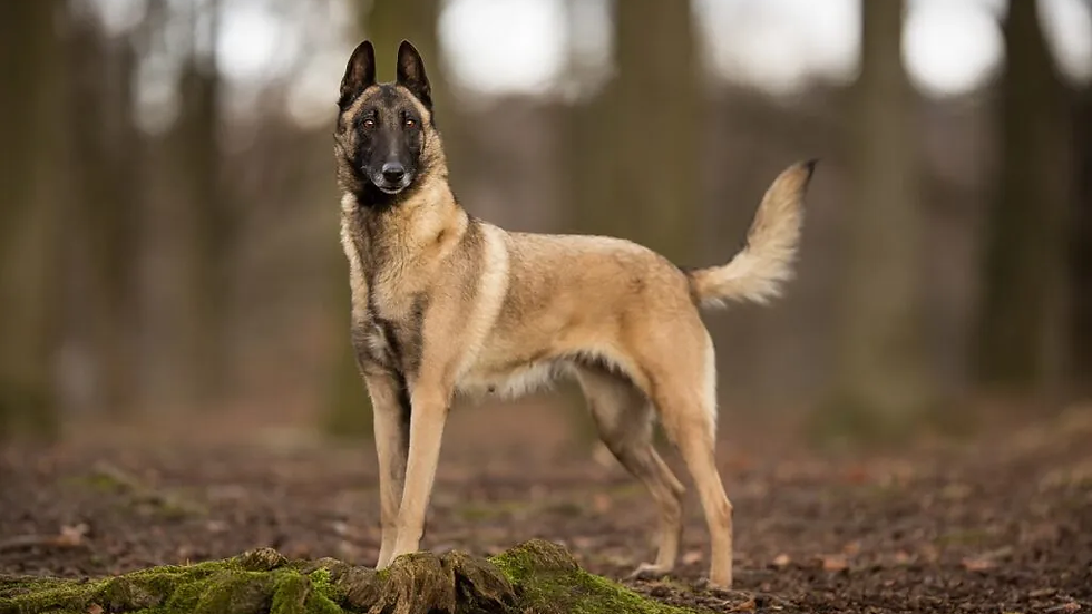 Cão pastor-belga em pé numa floresta, olhando atento, com pelagem bege e máscara preta, sobre chão com musgo.