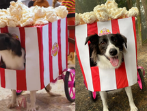 Cachorrinha com paralisia conquista concurso de fantasias com criatividade e carismaCom look de carrinho de pipoca, Narceja levou o primeiro lugar em desfile temático promovido por creche canina de SC