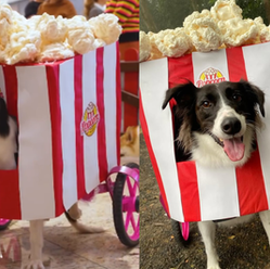 Cachorrinha com paralisia conquista concurso de fantasias com criatividade e carismaCom look de carrinho de pipoca, Narceja levou o primeiro lugar em desfile temático promovido por creche canina de SC