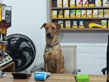 De crachá e uniforme: “cão CLT” conquista a internet e vira atração em mercado de SC