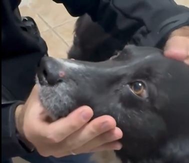 Cachorro é resgatado após ser queimado e forçado a aspirar fumaça de maconha em Curitiba