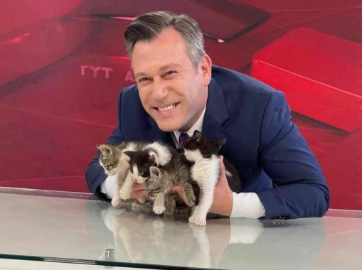 Gata invade estúdio de TV com filhotes e apresentador encerra jornal ao vivo com apelo por adoção