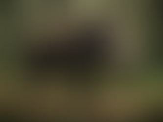 Alerta nos EUA: javaporcos com carne azul indicam envenenamento na Califórnia