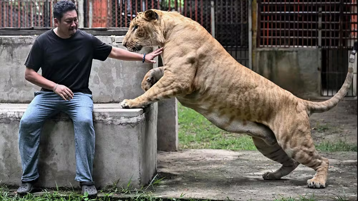 Explosão de leões domesticados na Tailândia levanta alertas sobre bem-estar animal