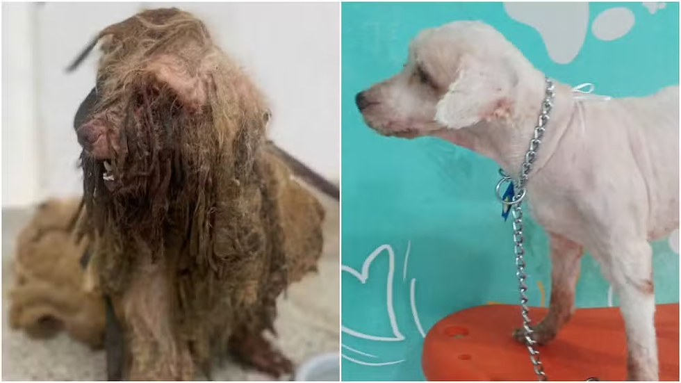 Casal acusado de crueldade contra cão Scooby vai desembolsar R$ 20 mil para ONGs de proteção animal