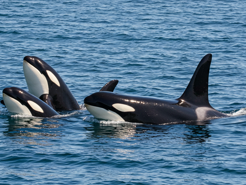 Orcas estariam tentando se comunicar? Baleias assassinas são flagradas oferecendo presas a humanos